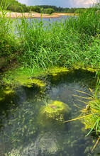 Common Green Frog Sitting In Center Of A Small Pond During Mating Season. Around The Frog Are Green Flakes Of Grass.