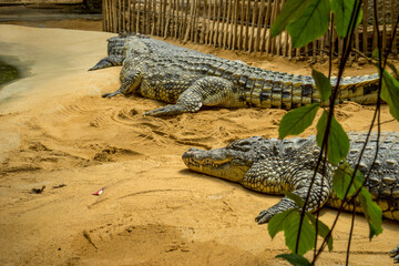 Wall Mural - Crocodiles lying on the sand at the zoo