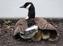 Graceful Mother Goose With Goslings Under Her Wing