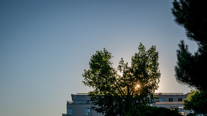 Sunset over the city. Heart shape tree with building.