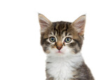 Fototapeta Koty - Close up portrait of an adorable tabby kitten looking at viewer. Isolated on white.
