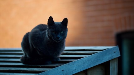 Canvas Print - Cat On  A Shed Roof