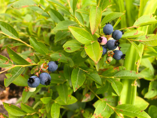 wild blueberries growing wild on a patch in a field