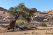 Kameldorn, Wüstenvegetation, Namib Naukluft Park, NamibA
