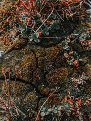 Sticker - Top view of succulent plant growing among moss-covered rocks