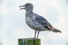 Herring Gull On The Dock
