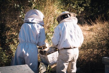 two beekeepers using the bee smoker to calm and stun the bees by blowing smoke over the hive