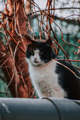 Sticker - Vertical shot of a cute black and white cat outside