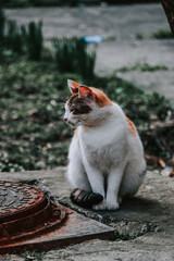 Wall Mural - Vertical shot of a cute white and ginger cat sitting outside