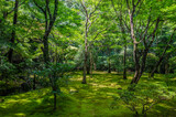 Fototapeta Krajobraz - Japanese Woods