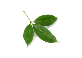 Rubber tree leaf isolated on white background. Para rubber tree (Hevea brasiliensis), also known as sharinga tree, seringueira,rubber tree or rubber plant