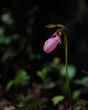 A lady slipper flower, Cypripedium, growing in the forest in spring