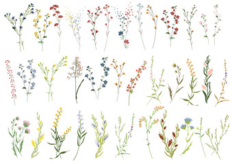 big set botanic blossom floral elements. branches, leaves, herbs, wild plants, flowers. garden, mead