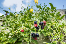 Raspberry Blackberry Berries In Different Stages Of Ripening On Vine With Green Leaves Under Blue Sky