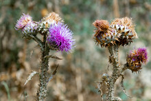 Closeup Shot Of Blooming And Dried Thistle Flowers In Kayadibi, Turke