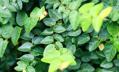 Ficus pumila, commonly known as the creeping fig or climbing fig, grow  in the garden.