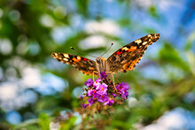 A Close Up Of An American Lady Butterfly With A Blurred Background.