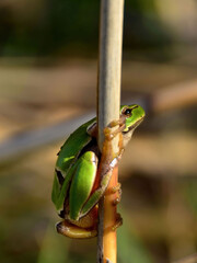 Sticker - Vertical shot of a green tree frog holding on a stem