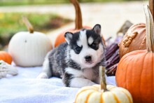 Siberian Husky Puppy By Pumpkins
