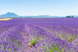Fototapeta Lawenda - Panorama sur un champ de lavande en Provence
