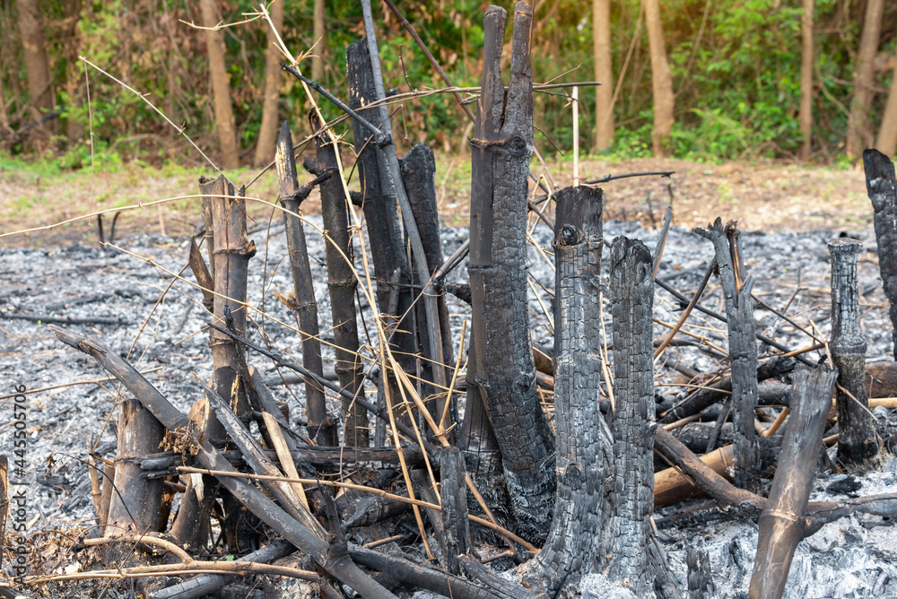 Bamboo tree burns, but only the stump, The bamboo tree died because of ...