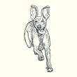 Vintage hand drawn sketch weimaraner dog