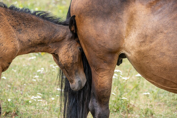 foal and mare