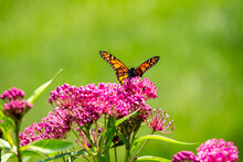 Macro Abstract View Of A Monarch Butterfly Feeding On The Flower Blossoms Of An Attractive Rosy Pink Swamp Milkweed Plant (asclepias Incarnata), With Defocused Background