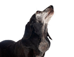 Sticker - Dachshund in studio