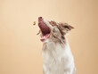the dog catches a piece. expressive marble Border Collie. funny pet on on a beige background
