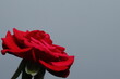Czerwona róża na białym tle