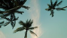 Down View Of Palm Trees Against Sky. Slow Motion Camera