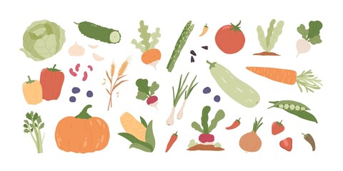  Set of fresh organic farm vegetables. Healthy vegetarian food. Autumn harvest of pumpkin, carrot, onion, asparagus, corn, peas. Colored flat vector illustration of veggies isolated on white background