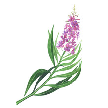 Branch Of Pink Fireweed Isolated On White Background. Watercolor Hand Drawing Illustration. Willowherb For Healthy Tea.