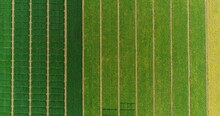 Aerial flying over fields with straw bales at harvesting time. Soybean, sunflowers and maize or corn.