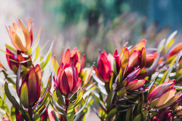 Wall Mural - close-up of red protea flowers with sunny backyard background