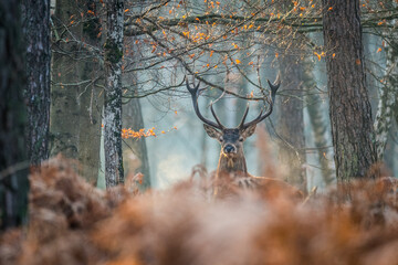 Poster - Cerf forêt de Fontainebleau