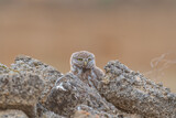 Fototapeta  - Little owl Athene noctua sitting on a stone and looks forward