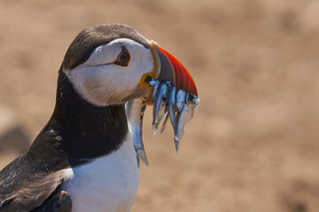 Puffin (Fratercula arctica) carrying small fish in its beak to feed its chick on Skomer Island off the coast of Pembrokeshire in Wales, United Kingdom