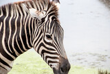 Fototapeta Konie - zebra in zoo