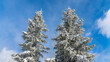 Pano Two tall pine trees side by side outdoor with a little snow on the tree