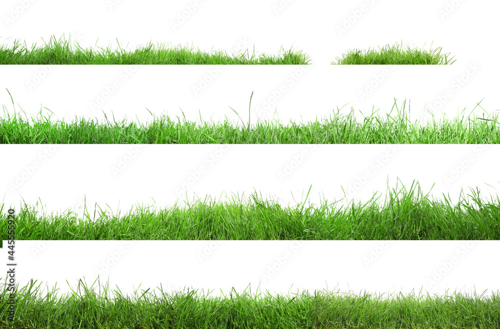 Beautiful lush green grass on white background, collage - obrazy, fototapety, plakaty 