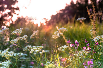 Beautiful wildflowers on a green meadow. Warm summer evening with a bright meadow during sunset. Grass silhouette in the light of the golden setting sun. Beautiful nature landscape with sunbeams.