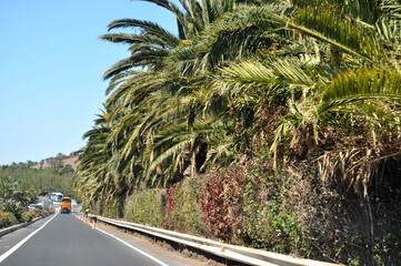 Wall Mural - Road surrounded by lush greenery and palm trees on the island of Fuerteventura, Canary Islands, Spain.