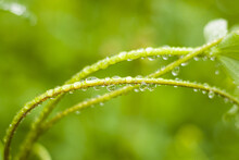 Selective Focus Of Wet Green Stems