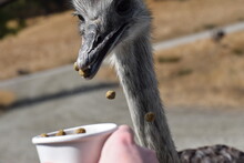 An Ostrich Eating Out Of My Hand