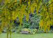 Single bench with lush greenery - yellow laburnum tree leaves in foreground