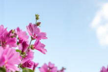 Lavatera Clementii Rosea Tree Mallow Or Hollyhock Flowers Against Blue Sky Background Copy Space For Text. Bright Pink Alcea Rosea Flower.