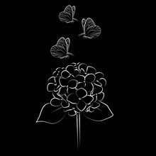 Blooming Flower Hydrangea On Black Background.