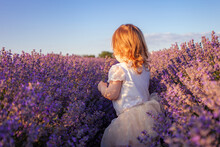 A Child In A Lavender Field. The Girl Enjoys The Smell And Beautiful Flowers. Purple Bushes With Essential Oil. Love Of Nature, Harmony, Happiness And Tranquility.
